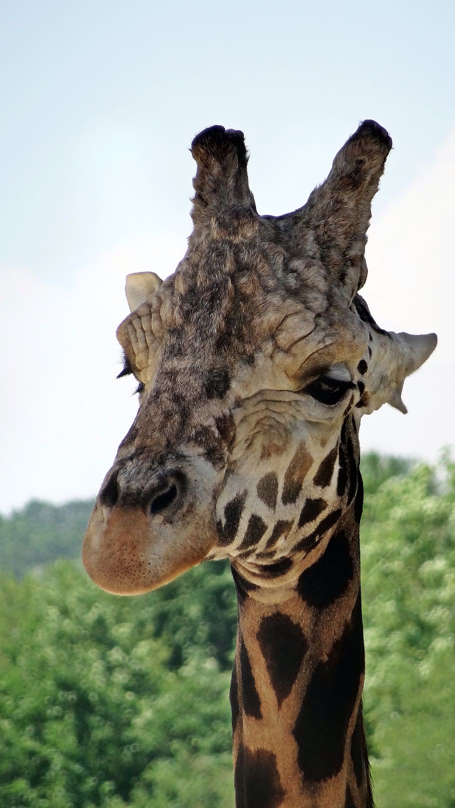 animal, giraffe, head, one animal, animal themes, mammal, animal body part HD wallpaper