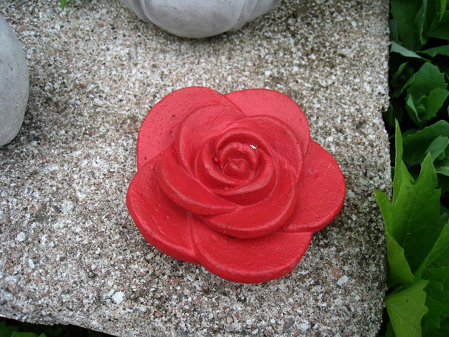 ros, concrete, red, stone, green, flower, rose, flowering plant HD wallpaper