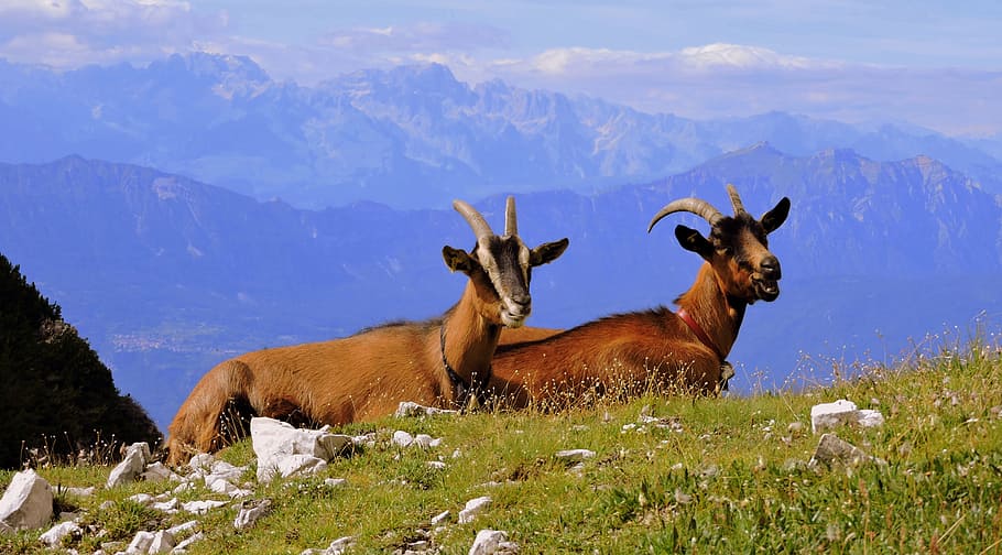 capra, lying, prato, mountains, green, animals, animal themes HD wallpaper