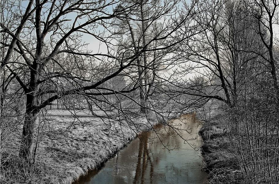 rive between bare trees, river, winter, frost, nature, snow HD wallpaper