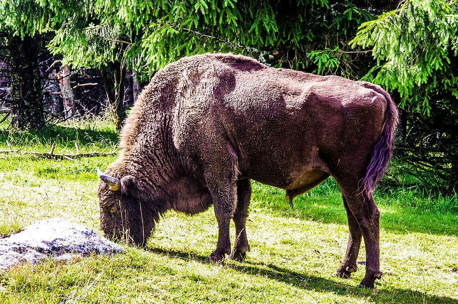 Bison, Force, Nature, Wild, taurau, forest, haute loire, ardèche HD wallpaper