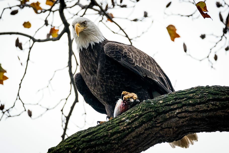 Sushi!, bald eagle perching on tree branch, bird, hawk, feathers HD wallpaper