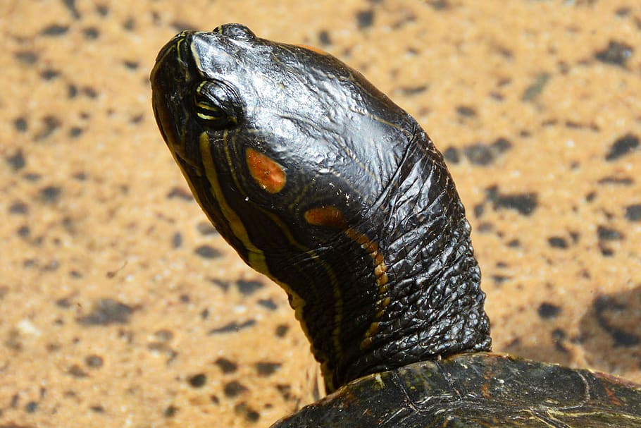 Turtle, Animals, Nature, Macro, one animal, animals in the wild HD wallpaper