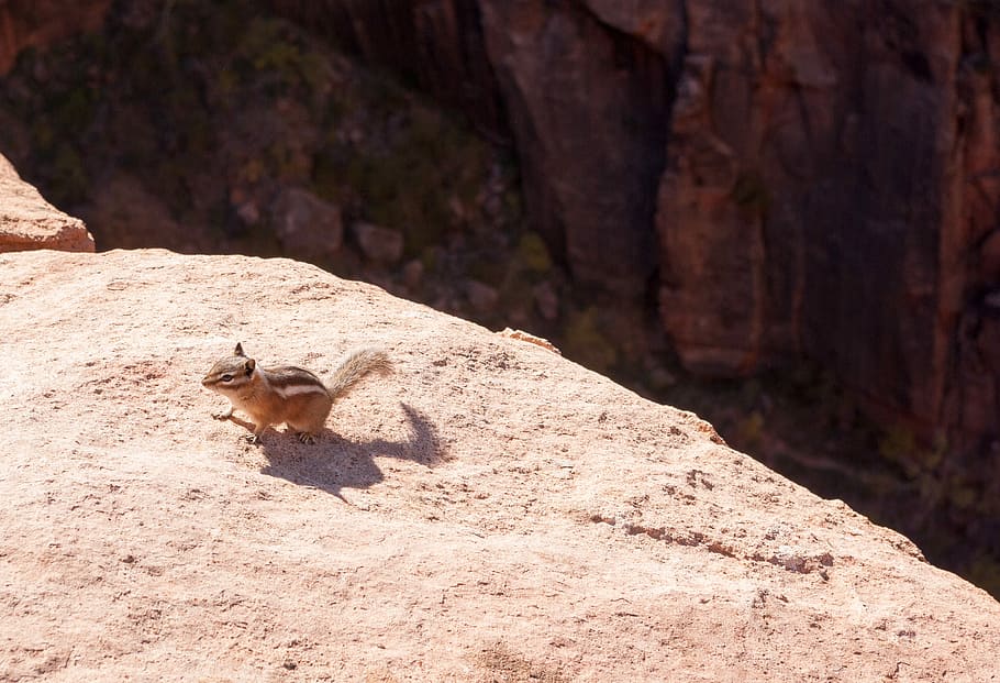 Living on the edge, squirrel on side of cliff, chipmonk, rock HD wallpaper
