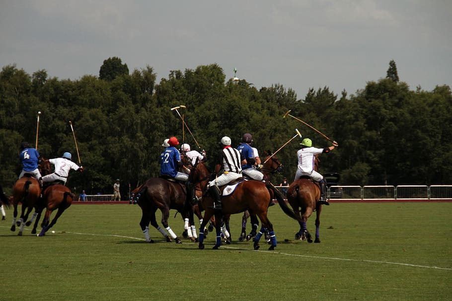 polo, players, match, sport, competition, equestrian, professional