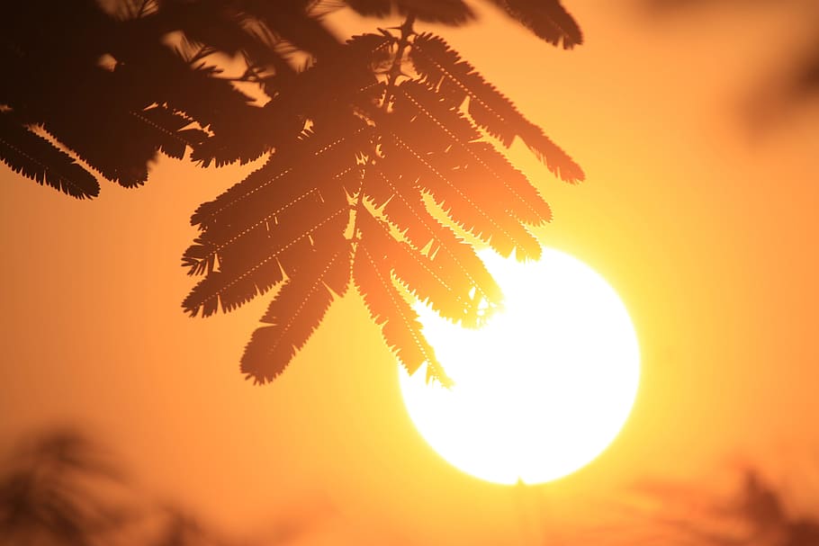 silhouette of leaves, sun, sunrise, ray, view, indonesian, exotic HD wallpaper