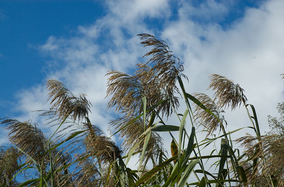 reed, clouds, sky, nature, wind, plant, low angle view, cloud - sky HD wallpaper