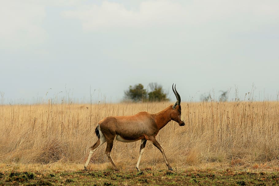 brown gazelle on top of dried grass field, blesbok, antelope