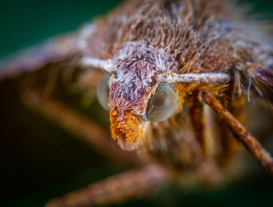 portrait, butterfly, insect, macro, close-up, selective focus HD wallpaper