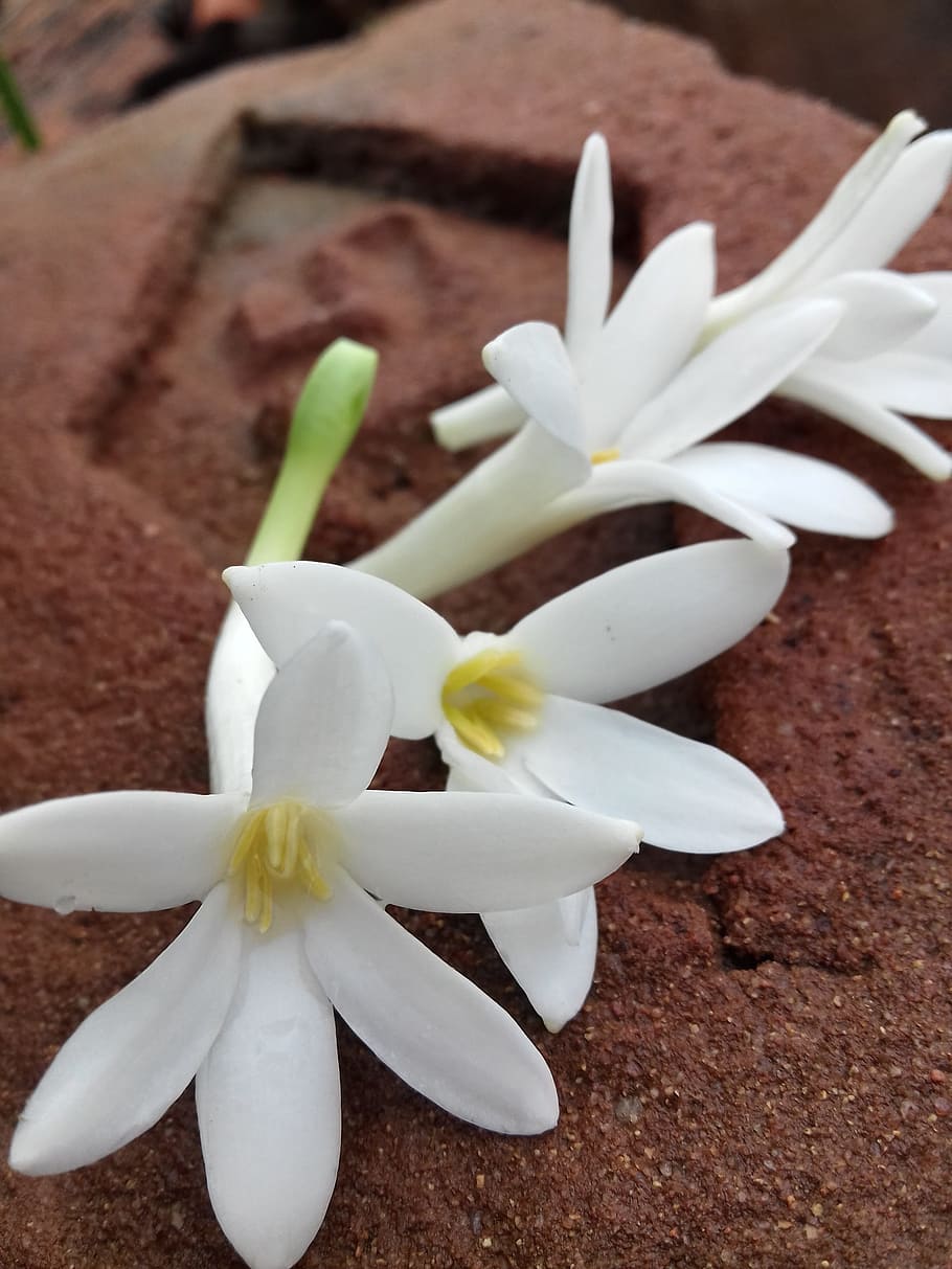 the one, jasmine, cool, flower, close-up, flowering plant, freshness HD wallpaper