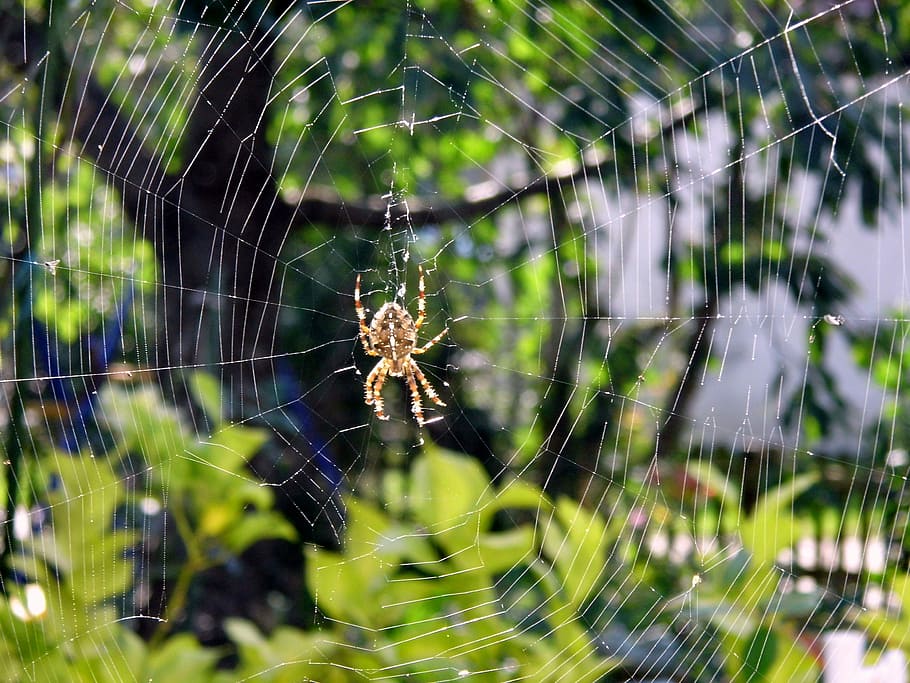 Spider, Cobweb, Nature, Insect, autumn, spider web, one animal HD wallpaper
