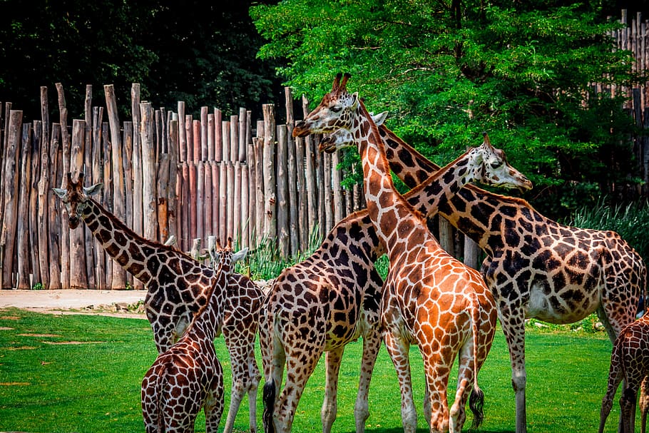 zoo, giraffe, flock, many, spotted, large, animal, wild, park, HD wallpaper