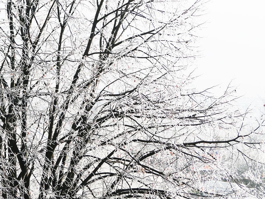 winter, tree, snow, cold, nature, frost, branch, plant, bare tree HD wallpaper