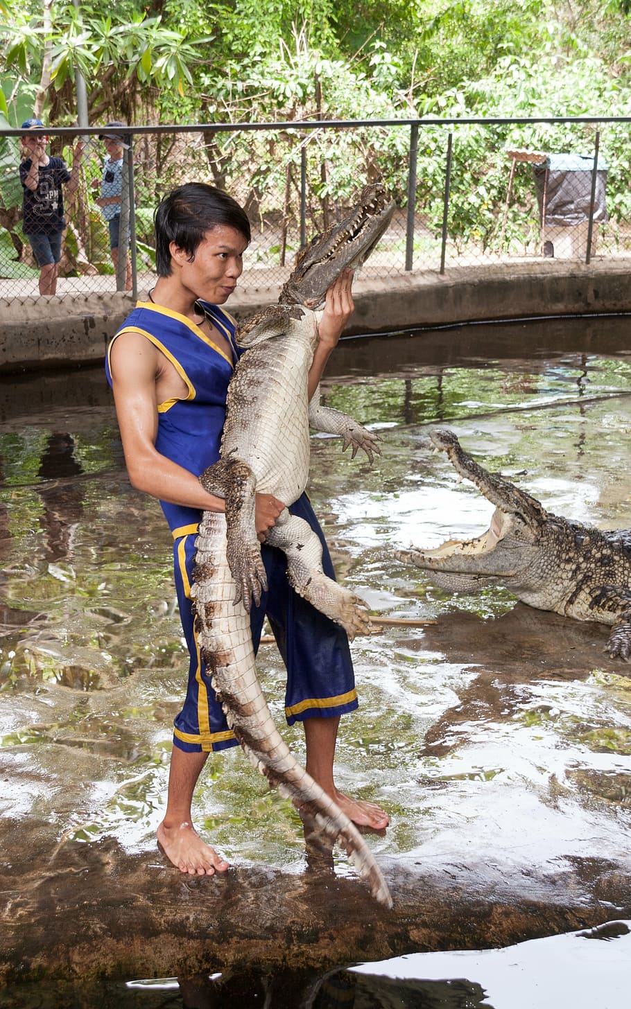 crocodile, man, show, danger, job, risk, thailand, hand in mouth HD wallpaper