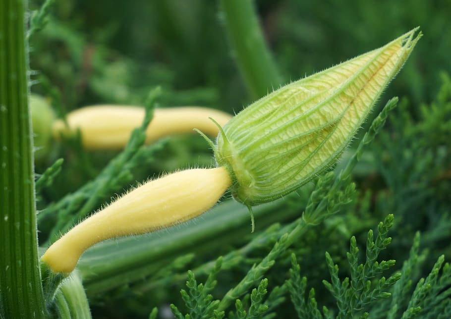 pumpkin, blossom, bloom, gourd, yellow, garden, close, nature HD wallpaper