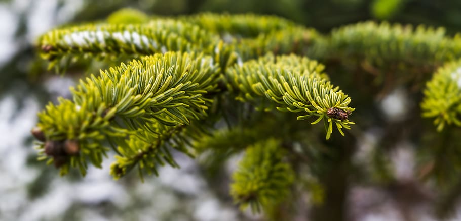 green pine cone plant, tree, christmas tree, needles, advent HD wallpaper