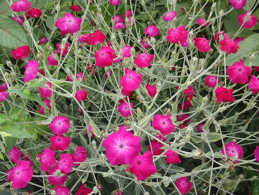 prick noses, flowers, bommesee, plant, growth, freshness, flowering plant HD wallpaper