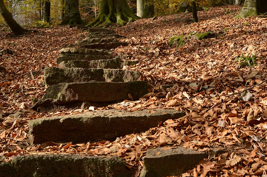 brown leaves, stairs, away, gradually, rise, emergence, high, HD wallpaper
