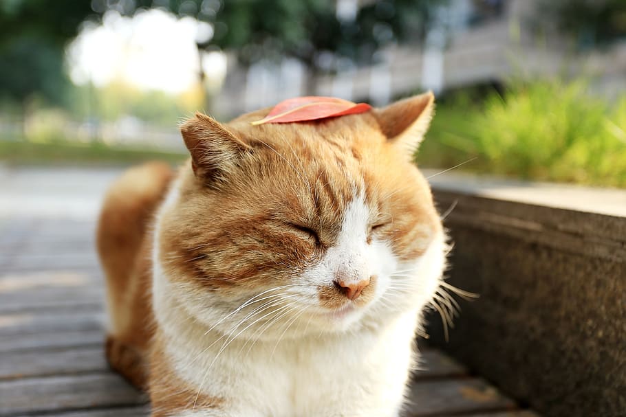 kitty, small fresh, cute, one animal, mammal, pets, domestic animals HD wallpaper