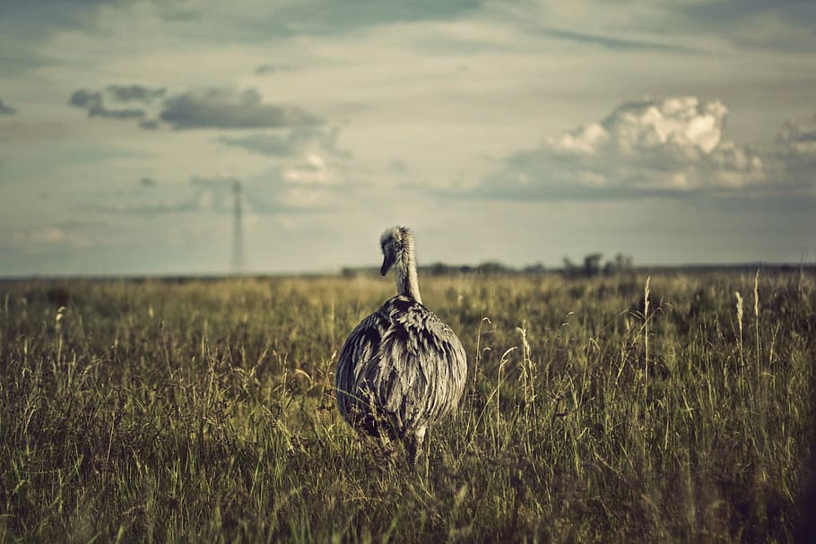 ostrich, bird, large, alone, animal, meadow, nature, grass HD wallpaper