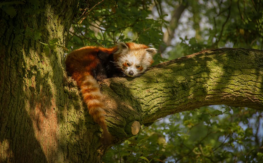 red panda on green tree branch, brown fox laying in green tree trunk