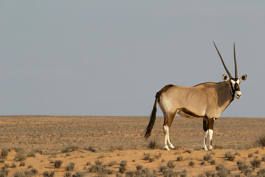 brown four-legged animal on field under gray sky, brown and white animal on desert during daytime HD wallpaper