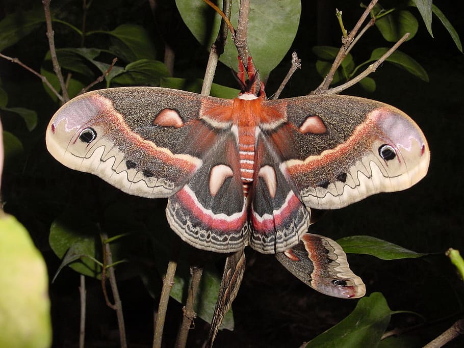 Moth, Cecropia, Mating, Wildlife, Nature, animal, insect, biology HD wallpaper