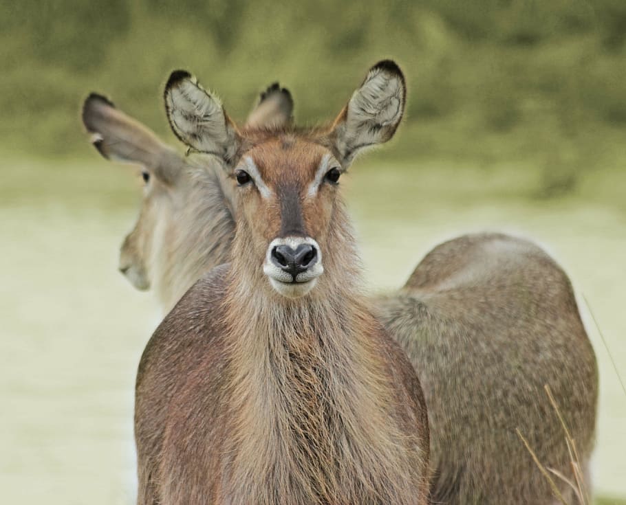 waterbuck, kruger, wildlife, park, mpumalanga, one animal, animal wildlife, HD wallpaper