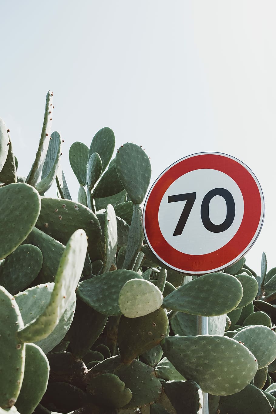 70 road sign surrounded by bunny ear cactus plant, signage beside cactus, HD wallpaper