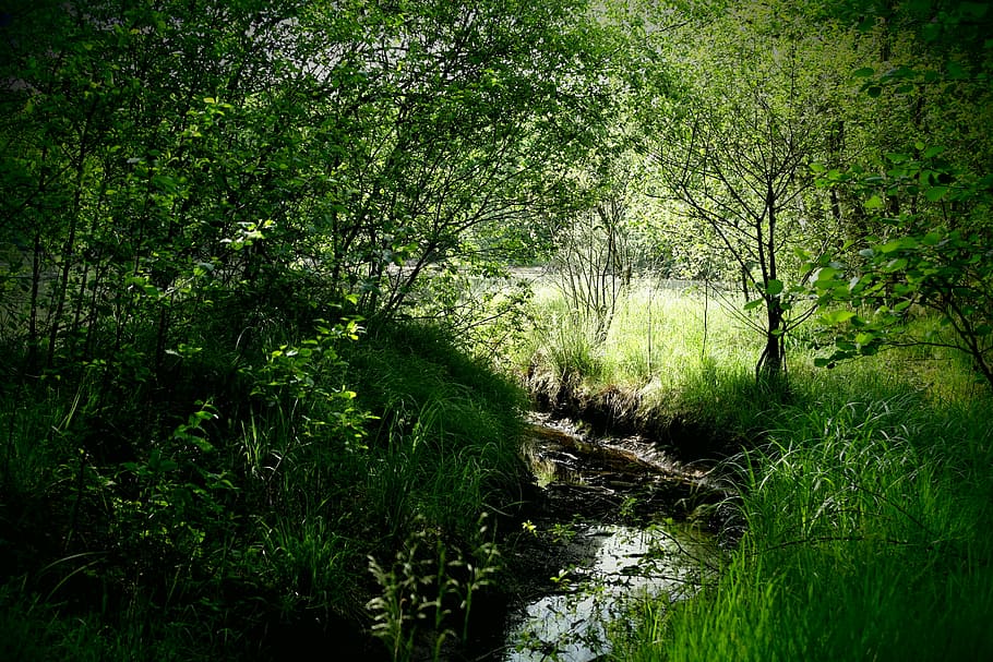 bourn, green, landscape, trees, summer, around the pond, sun HD wallpaper