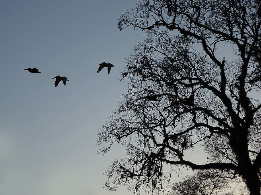 Tree, Branches, Birds, Sunset, flying, one animal, mid-air HD wallpaper