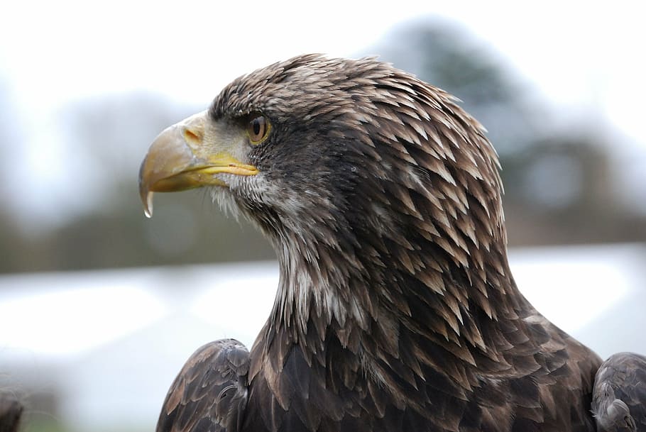 eagle, close-up, beak, portrait, eye, eurasian, winter, bird HD wallpaper