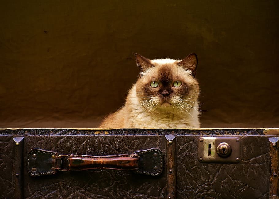brown cat, luggage, antique, british shorthair, funny, curious, HD wallpaper
