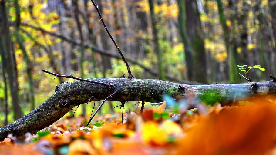 forest, light, mud, plant, tree, nature, land, selective focus HD wallpaper