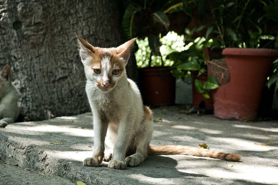 white and brown cat sitting on concrete floor, Cats, Animals HD wallpaper
