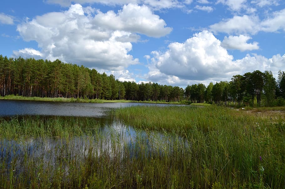 lake, forest, pine, taiga, plant, tree, water, sky, scenics - nature HD wallpaper