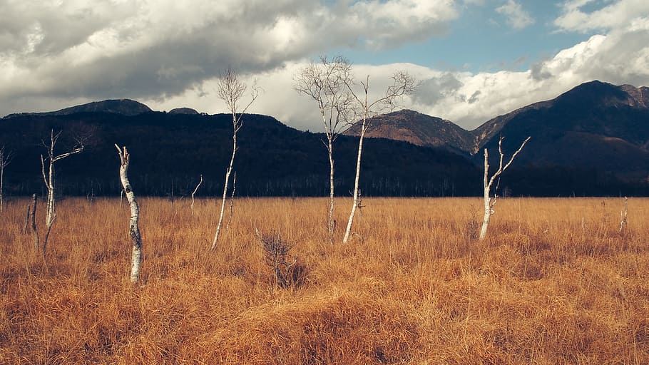six bare trees on brown grass field under blue and white sky at daytime HD wallpaper