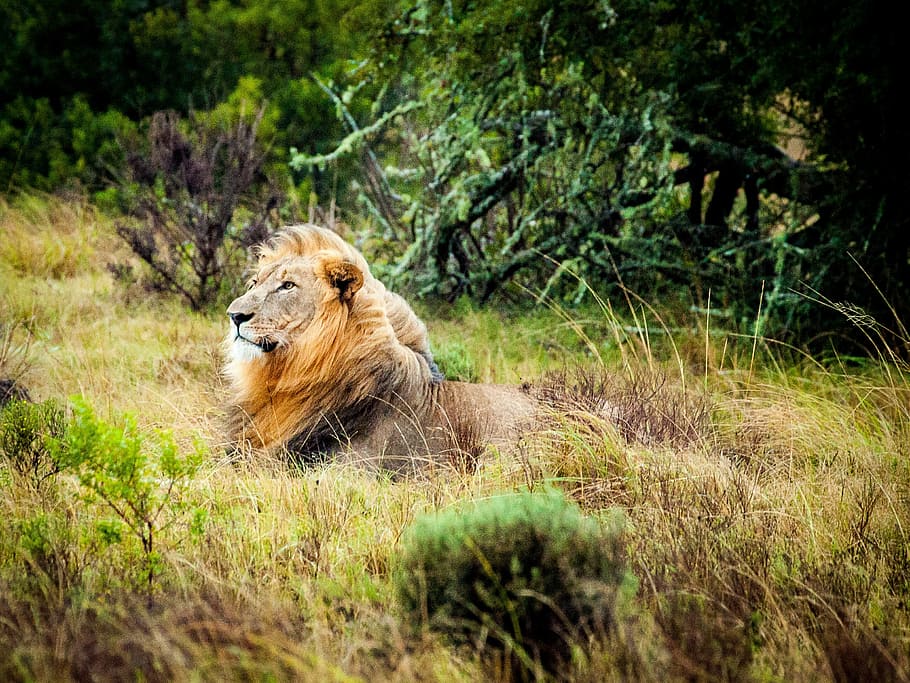 lion in the forest, south africa, safari, wildlife, wildcat, savannah, HD wallpaper