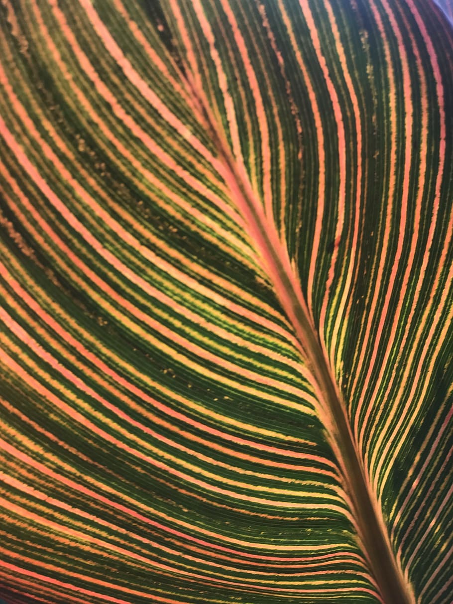leaf, patten, lines, colorful, plant, nature, texture, garden HD wallpaper