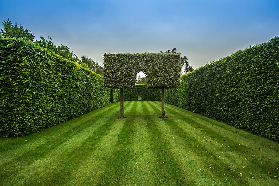 photo of green grass field, garden, hedge, tree, green Color HD wallpaper