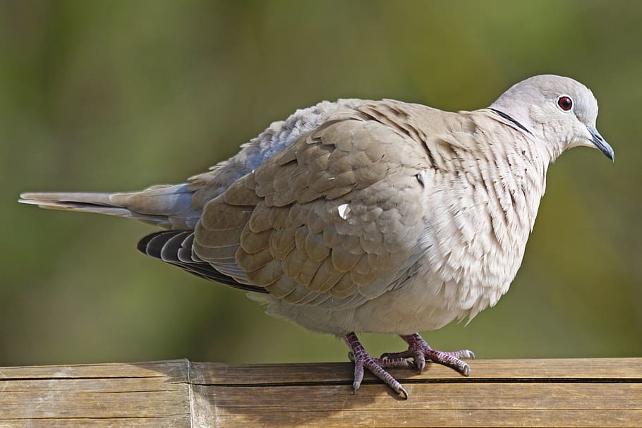 dove, collared, bird, turtle dove, standing, aufplustern, streptopelia decaocto HD wallpaper