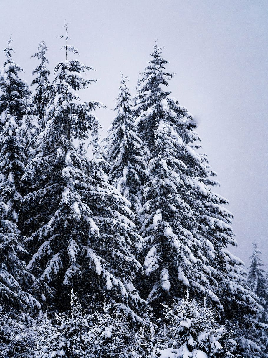 winter, tall pine, scenery, tree, cold, wood, outdoor, frost HD wallpaper