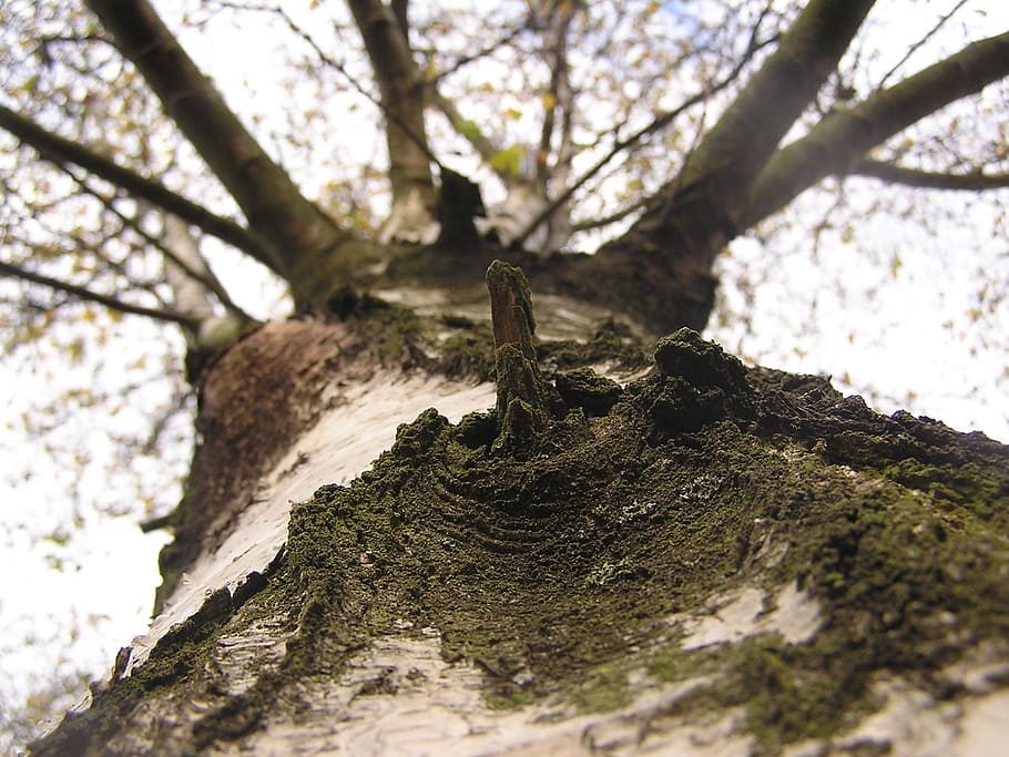 birch, skyward, tree, aesthetic, plant, tree trunk, nature HD wallpaper