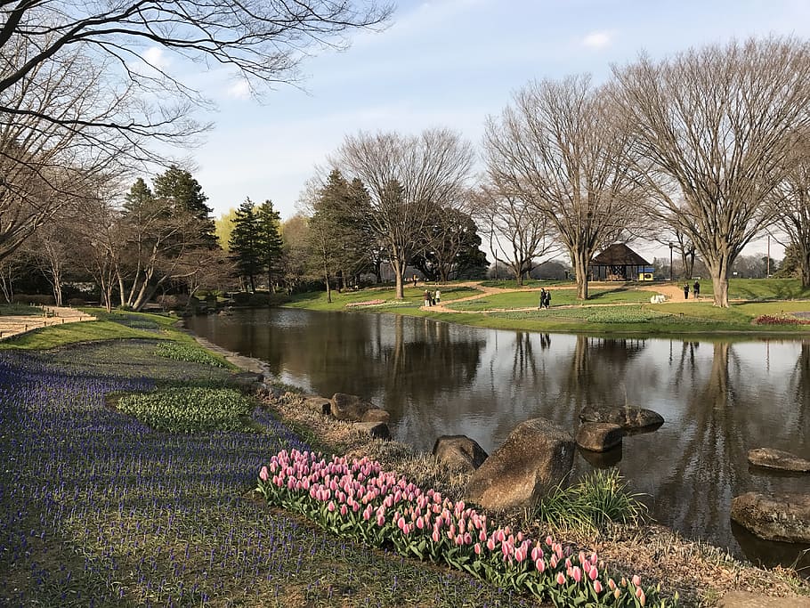 Spring lake. Заброшенный весенний сад. Spring in the ciarine Estates of England.