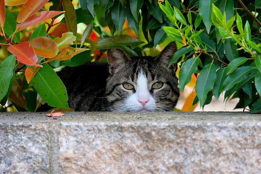 brown Tabby cat, cat face, head, mackerel, domestic cat, pet HD wallpaper