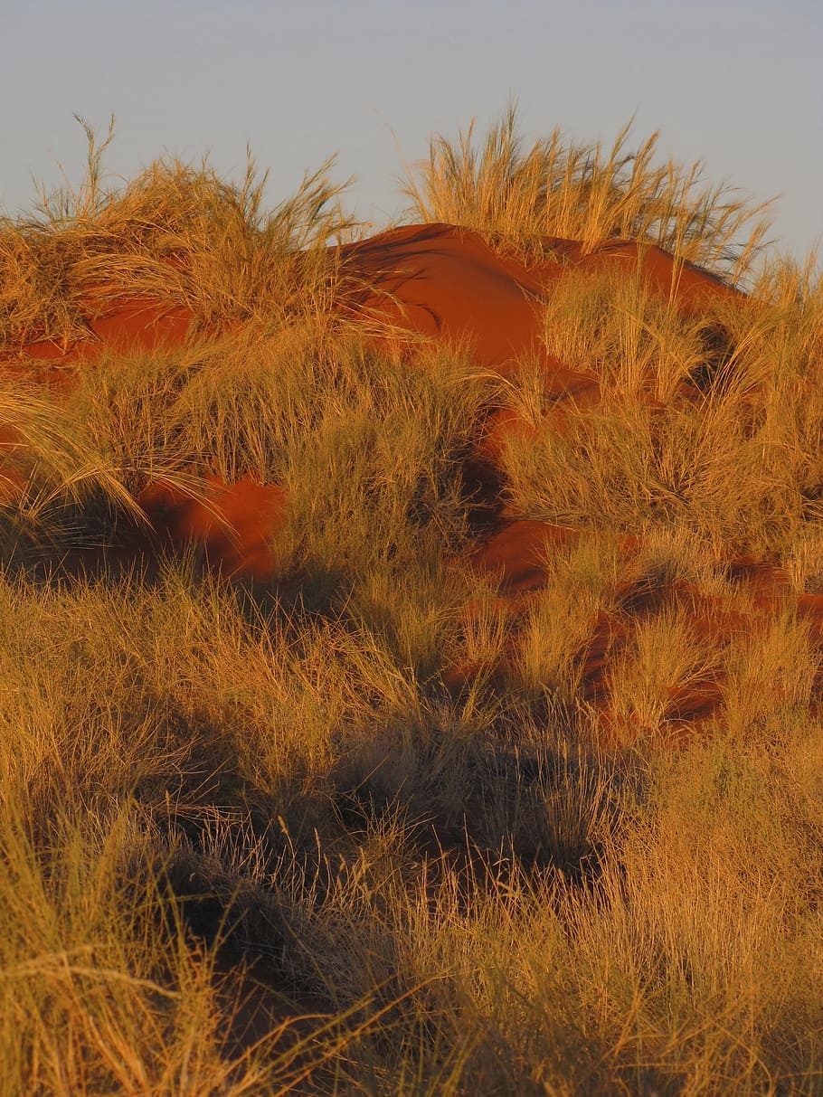 Sand Dune, Grass, Namibia, Coast, natural, coastline, scenery HD wallpaper