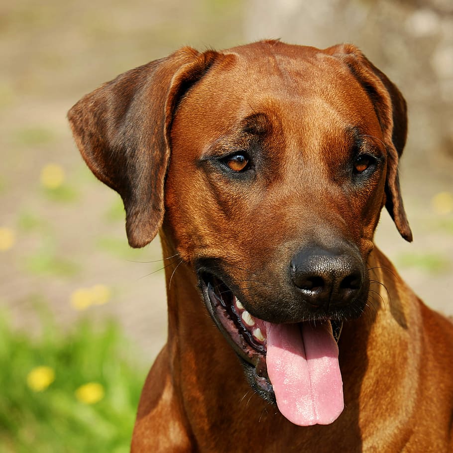 selective focus of short-coated brown dog, rhodesian ridgeback, HD wallpaper