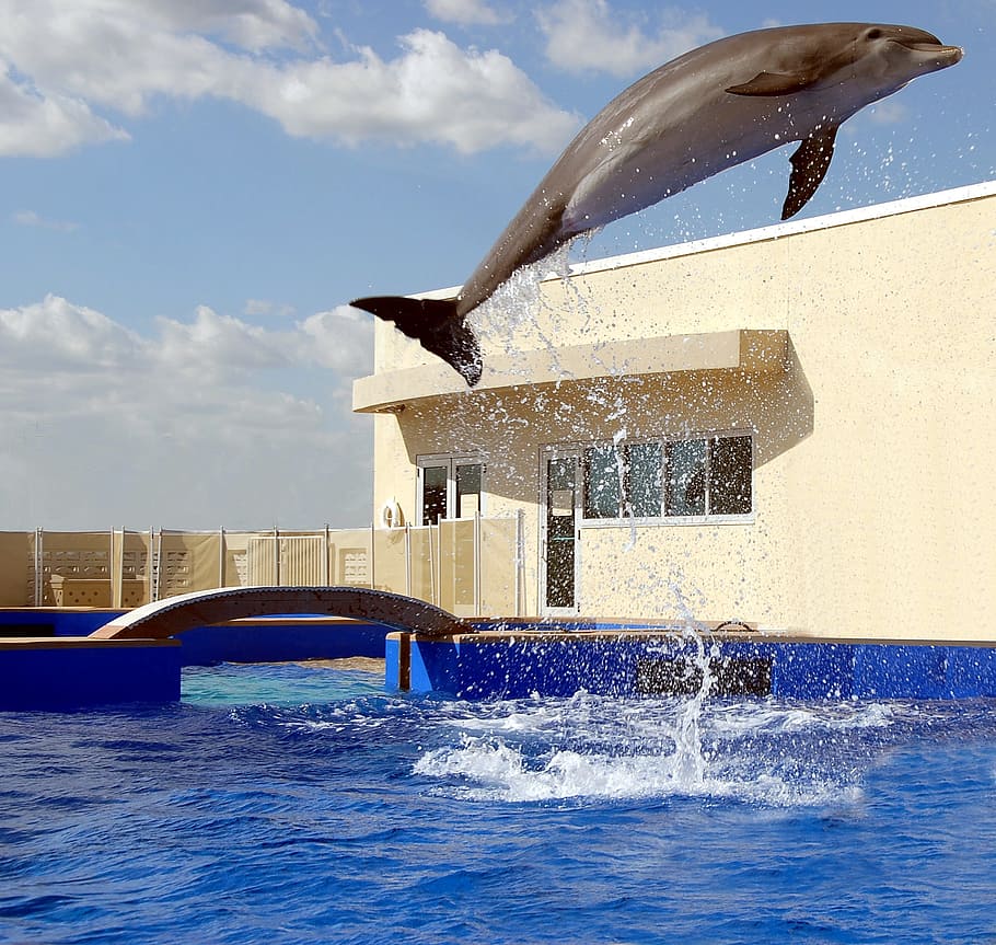 Dolphin, Jumping, Aquarium, playing, ocean, water, wild, nature HD wallpaper