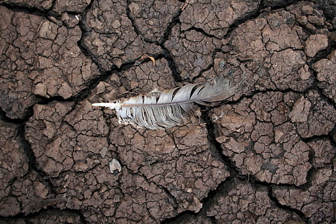 Drought, Mud, Feather, Dry, Nature, warming, weather, surface HD wallpaper