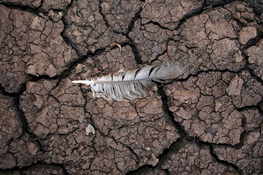 Drought, Mud, Feather, Dry, Nature, warming, weather, surface HD wallpaper